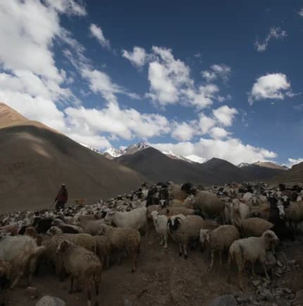 Snow Leopard Lodge