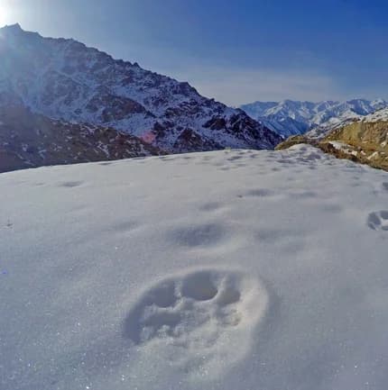 Snow Leopard Lodge