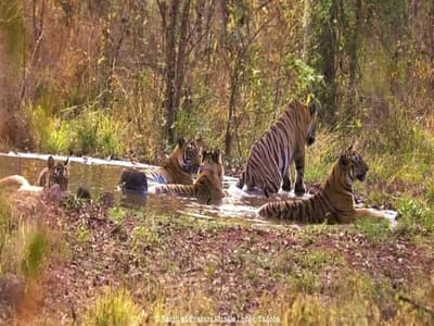 RARE India : Showing off our wild side - Part I : Oct 2019