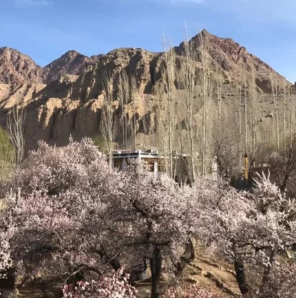 Apricot Bloom