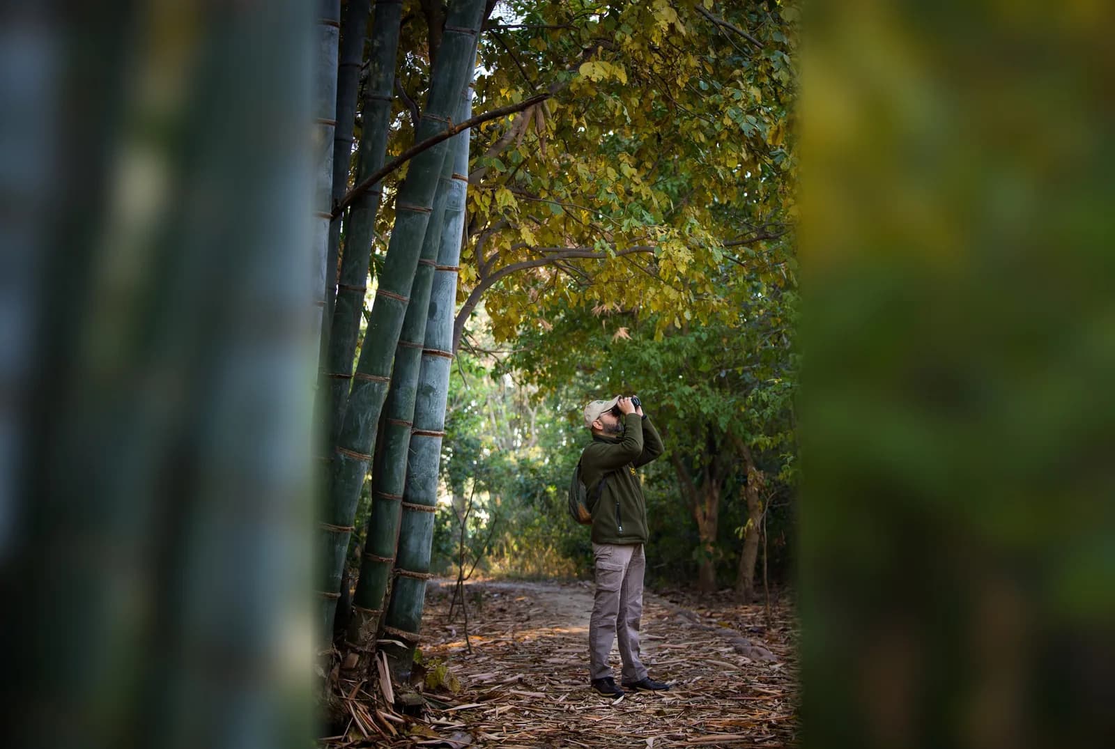 A guest birdwatching beneath bamboo on a forest track at Jim’s Jungle Retreat, Corbett