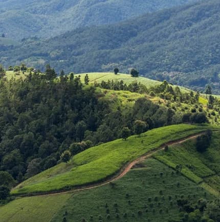 Mountains & Plantations